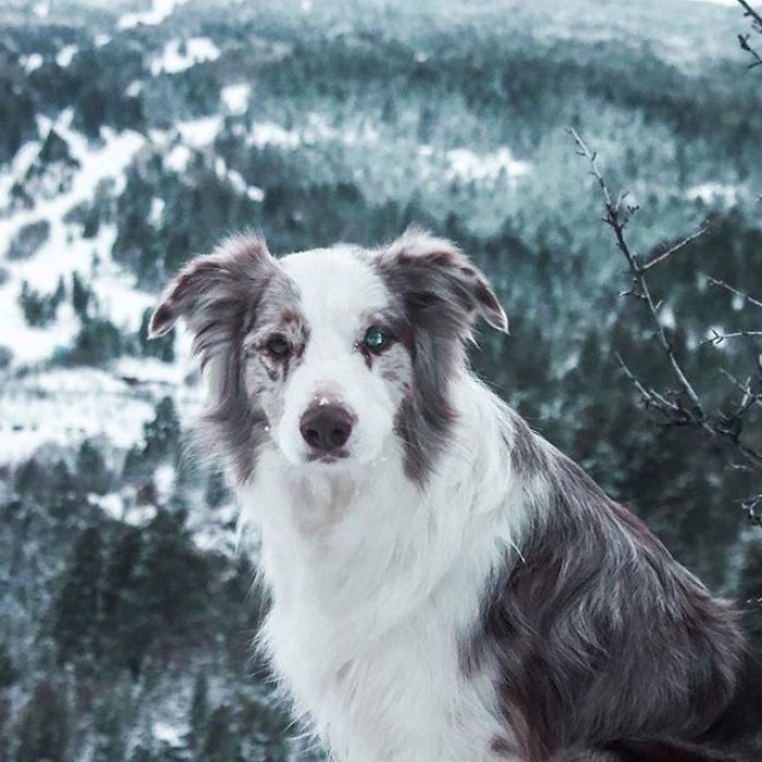 Just Look At Those Eyes!