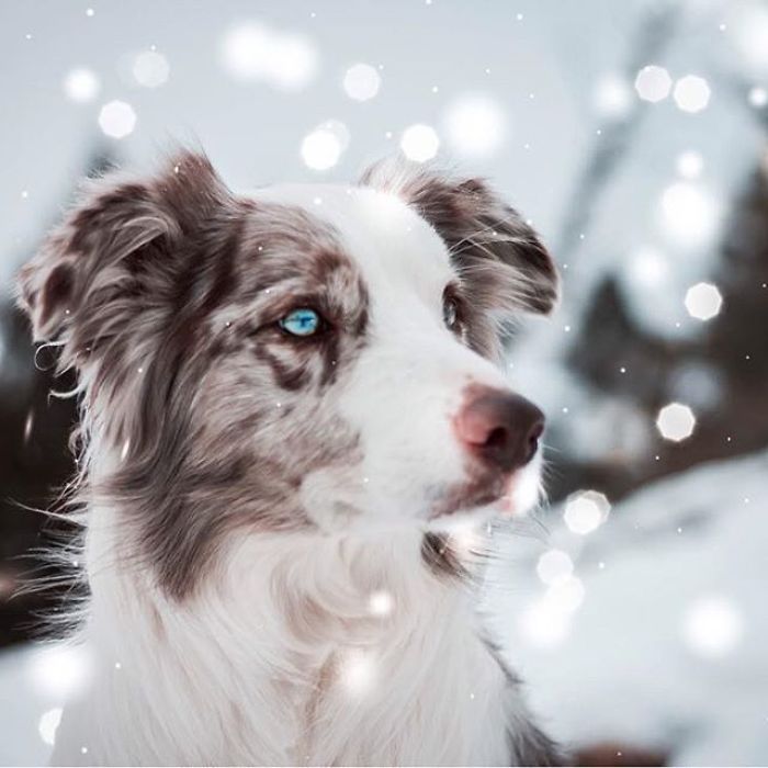 The Snowflakes Look Magical Here