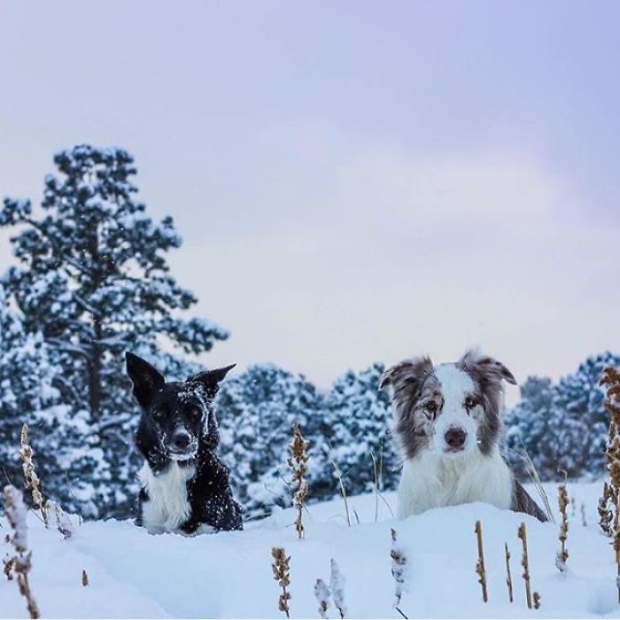 Two Friends Chest-Deep In The Snow