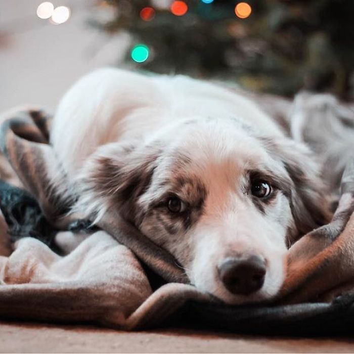 Not Sure If I Ate Too Much For Christmas, Or My Abs Just Got Tighter