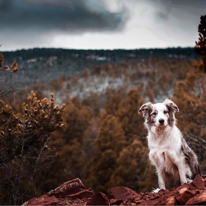 Perfect Saturday, Says Fusion: Walks, Training And Treats!