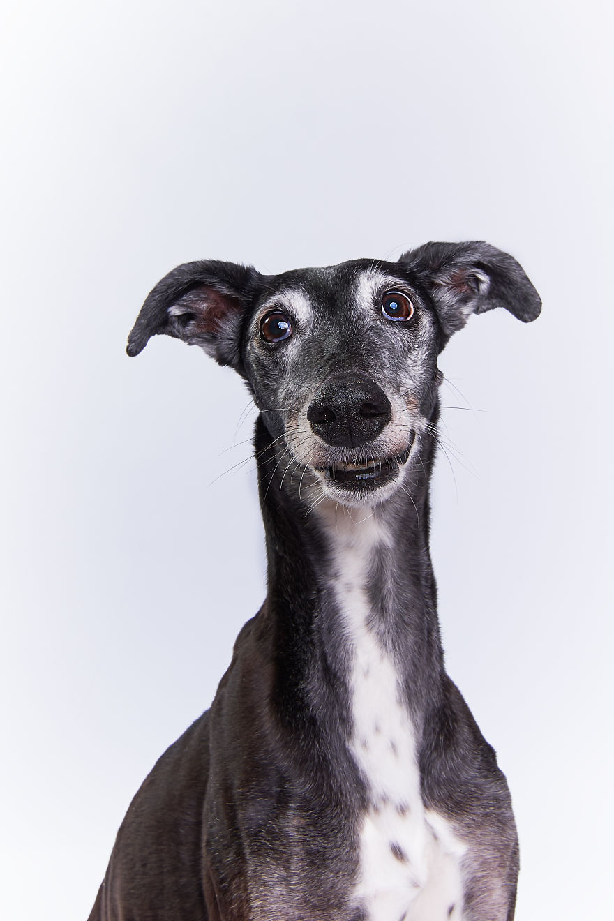 I Capture The Spanish Hunting Dogs As They Enjoy Their Life In Freedom- For The "Dia Del Galgo" World Galgo Day On 1. February - World Day For The Spanish Hunting Dogs 