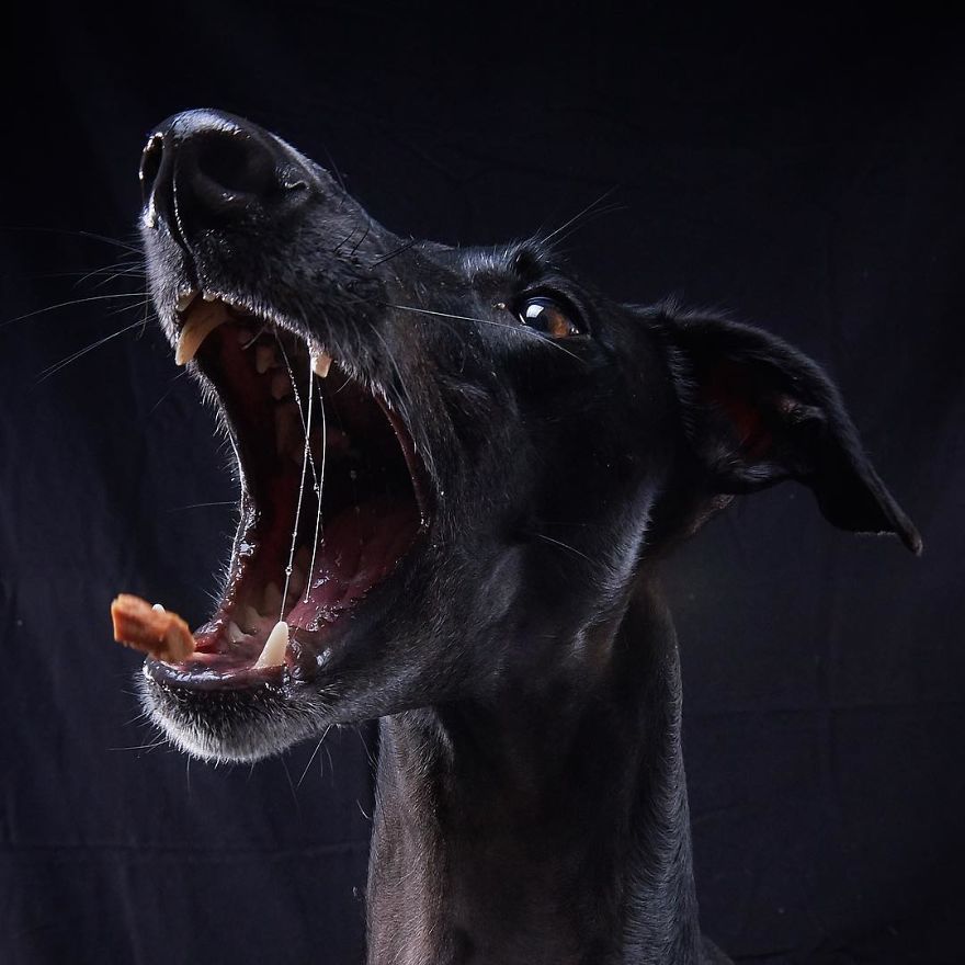 I Capture The Spanish Hunting Dogs As They Enjoy Their Life In Freedom- For The "Dia Del Galgo" World Galgo Day On 1. February - World Day For The Spanish Hunting Dogs 