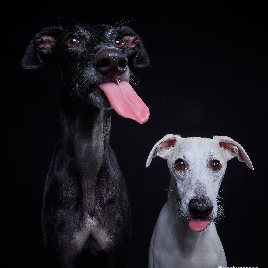 I Capture The Spanish Hunting Dogs As They Enjoy Their Life In Freedom- For The "Dia Del Galgo" World Galgo Day On 1. February - World Day For The Spanish Hunting Dogs 