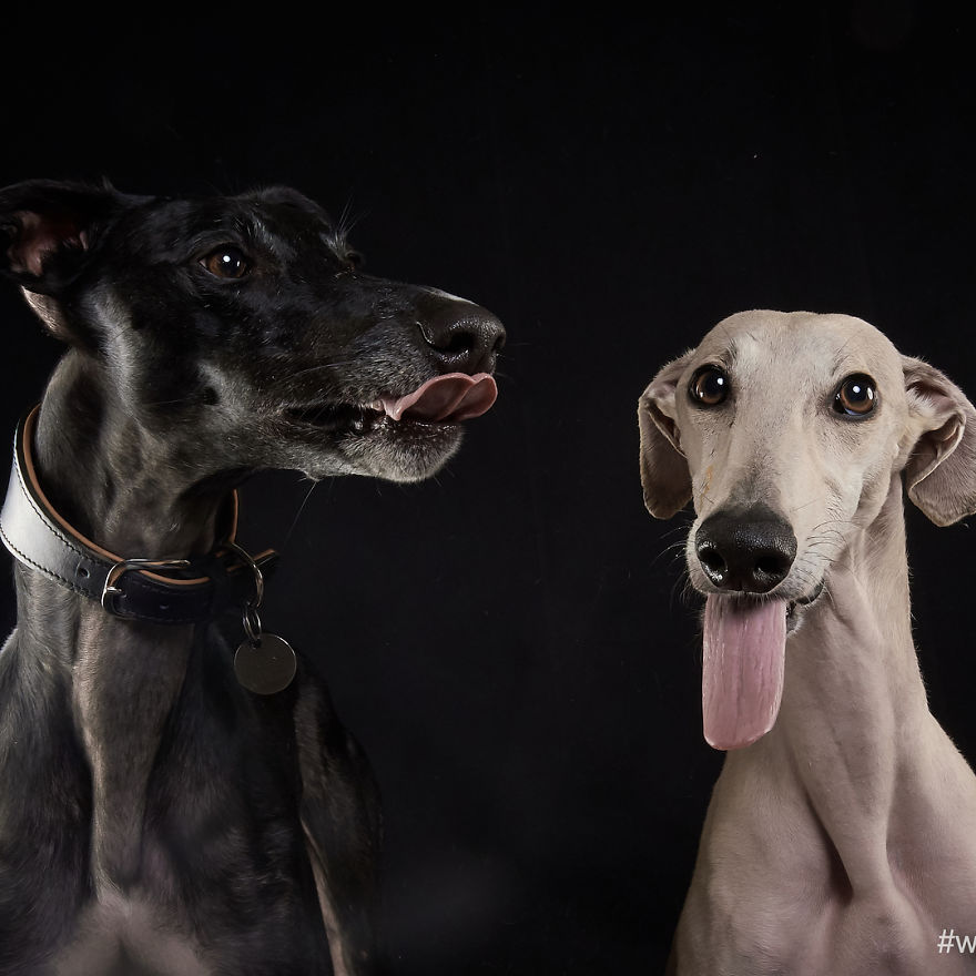 I Capture The Spanish Hunting Dogs As They Enjoy Their Life In Freedom- For The "Dia Del Galgo" World Galgo Day On 1. February - World Day For The Spanish Hunting Dogs 