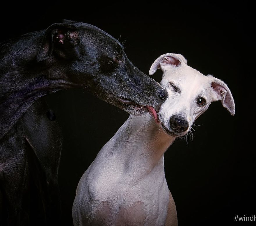 I Capture The Spanish Hunting Dogs As They Enjoy Their Life In Freedom- For The "Dia Del Galgo" World Galgo Day On 1. February - World Day For The Spanish Hunting Dogs 