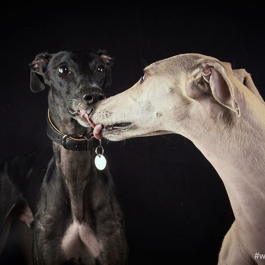 I Capture The Spanish Hunting Dogs As They Enjoy Their Life In Freedom- For The "Dia Del Galgo" World Galgo Day On 1. February - World Day For The Spanish Hunting Dogs 