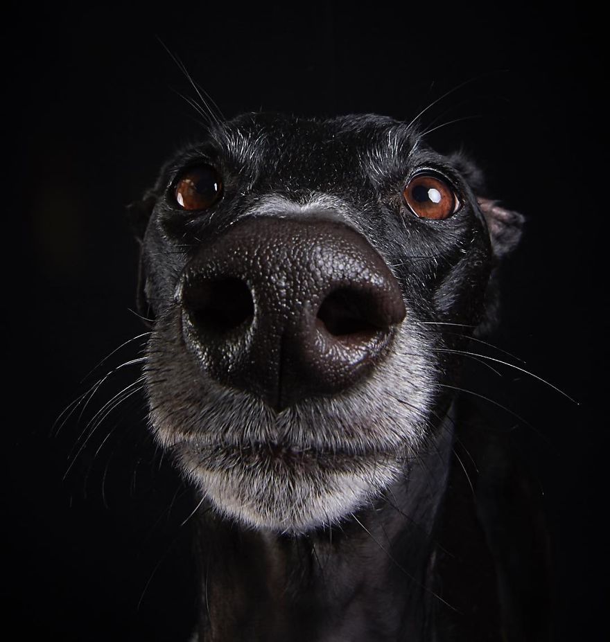 I Capture The Spanish Hunting Dogs As They Enjoy Their Life In Freedom- For The "Dia Del Galgo" World Galgo Day On 1. February - World Day For The Spanish Hunting Dogs 