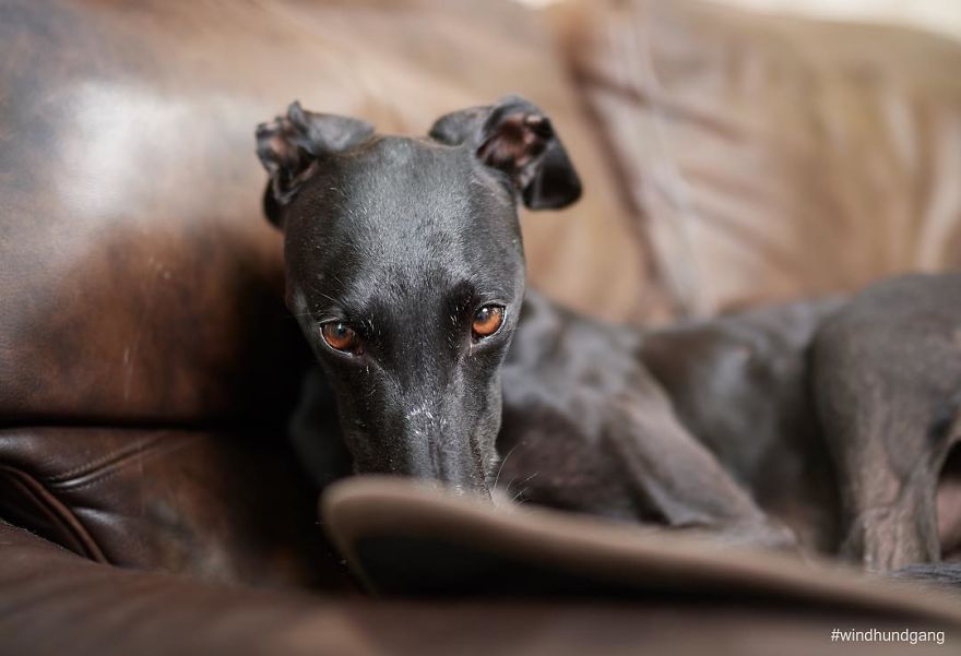 I Capture The Spanish Hunting Dogs As They Enjoy Their Life In Freedom- For The "Dia Del Galgo" World Galgo Day On 1. February - World Day For The Spanish Hunting Dogs 