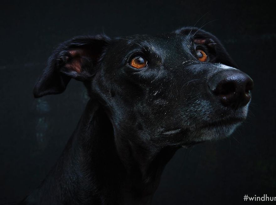 I Capture The Spanish Hunting Dogs As They Enjoy Their Life In Freedom- For The "Dia Del Galgo" World Galgo Day On 1. February - World Day For The Spanish Hunting Dogs 