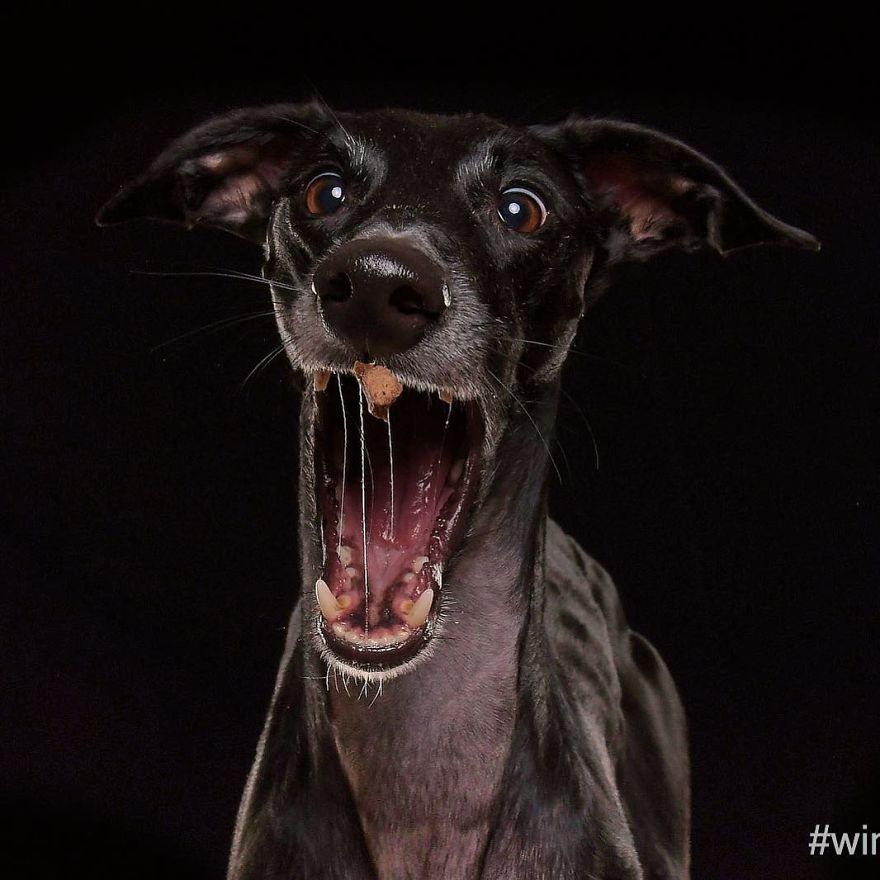 I Capture The Spanish Hunting Dogs As They Enjoy Their Life In Freedom- For The "Dia Del Galgo" World Galgo Day On 1. February - World Day For The Spanish Hunting Dogs 