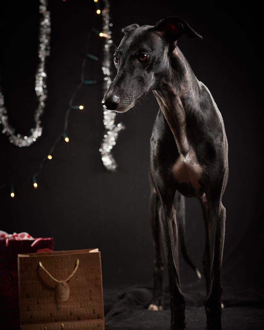 I Capture The Spanish Hunting Dogs As They Enjoy Their Life In Freedom- For The "Dia Del Galgo" World Galgo Day On 1. February - World Day For The Spanish Hunting Dogs 