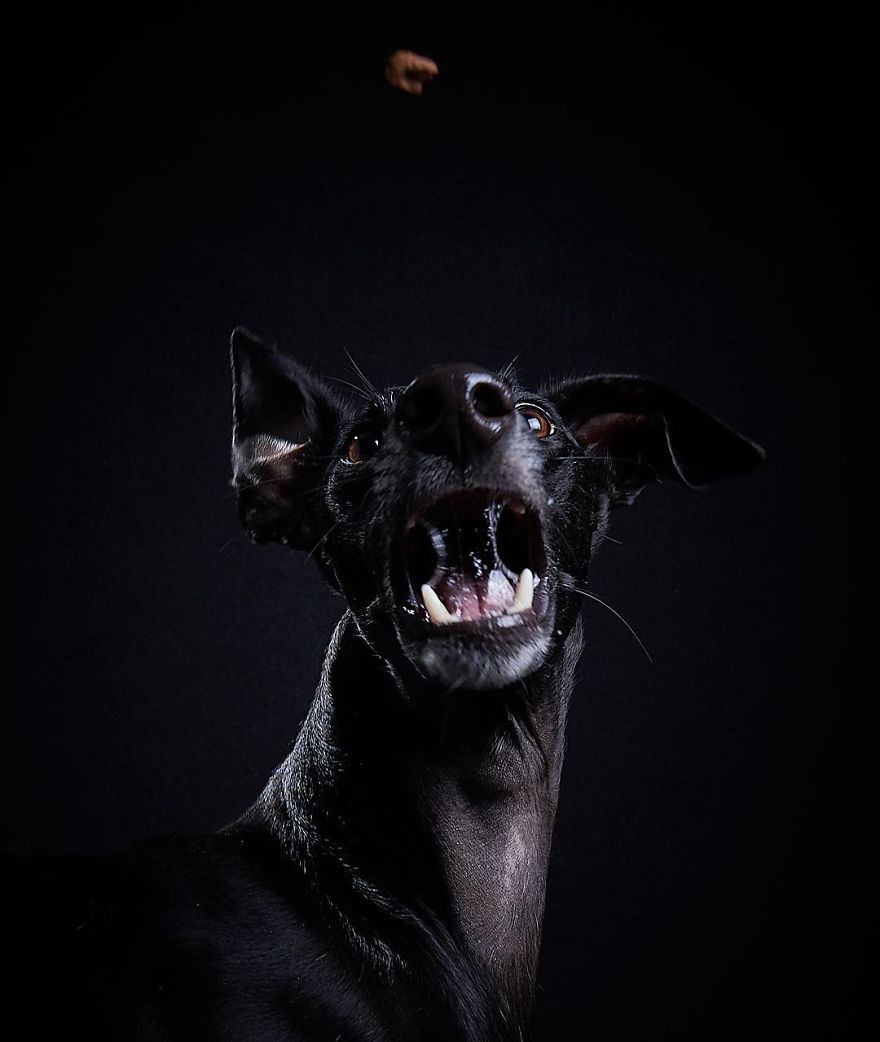 I Capture The Spanish Hunting Dogs As They Enjoy Their Life In Freedom- For The "Dia Del Galgo" World Galgo Day On 1. February - World Day For The Spanish Hunting Dogs 