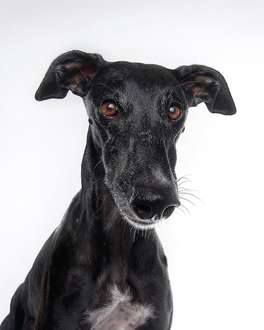 I Capture The Spanish Hunting Dogs As They Enjoy Their Life In Freedom- For The "Dia Del Galgo" World Galgo Day On 1. February - World Day For The Spanish Hunting Dogs 