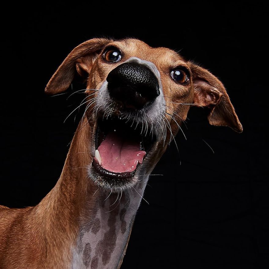 I Capture The Spanish Hunting Dogs As They Enjoy Their Life In Freedom- For The "Dia Del Galgo" World Galgo Day On 1. February - World Day For The Spanish Hunting Dogs 