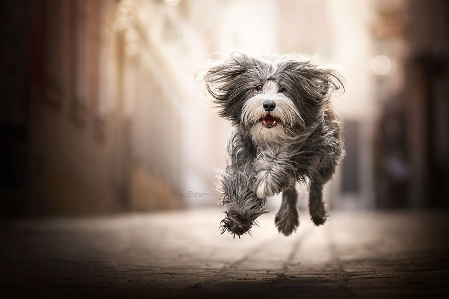 I Love To Capture The Joyful Soul Of Dogs Through My Photography