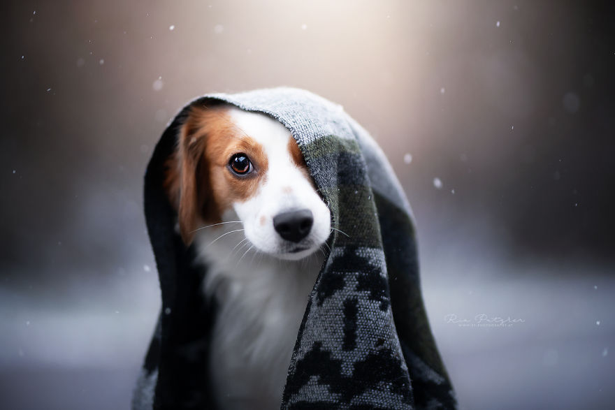 I Love To Capture The Joyful Soul Of Dogs Through My Photography