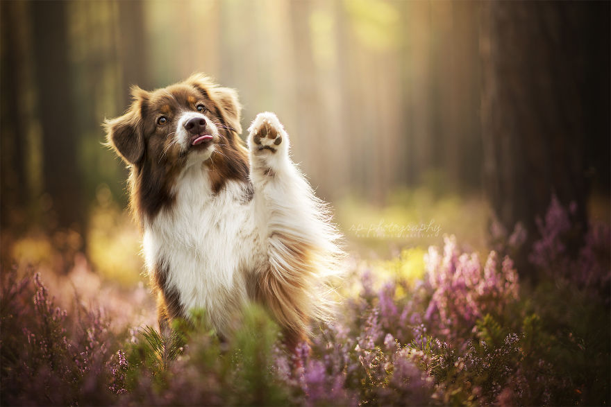 I Love To Capture The Joyful Soul Of Dogs Through My Photography