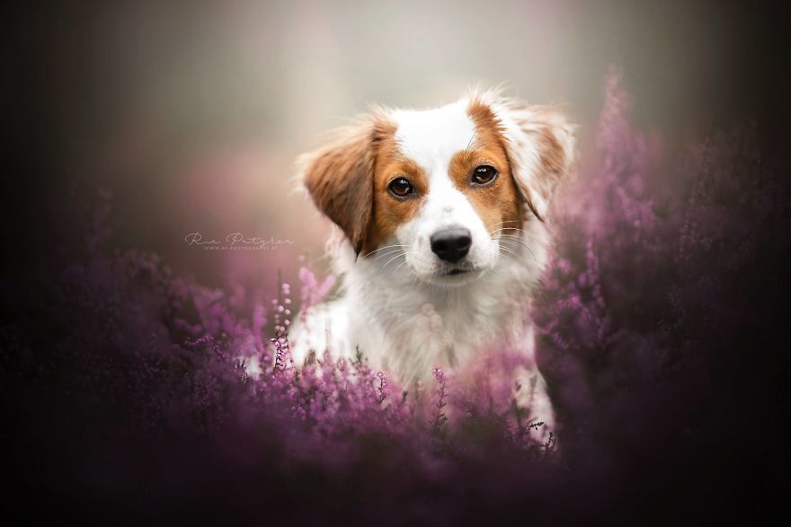 I Love To Capture The Joyful Soul Of Dogs Through My Photography