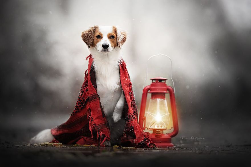 I Love To Capture The Joyful Soul Of Dogs Through My Photography