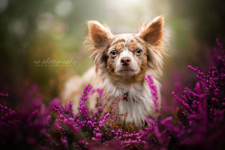 I Love To Capture The Joyful Soul Of Dogs Through My Photography