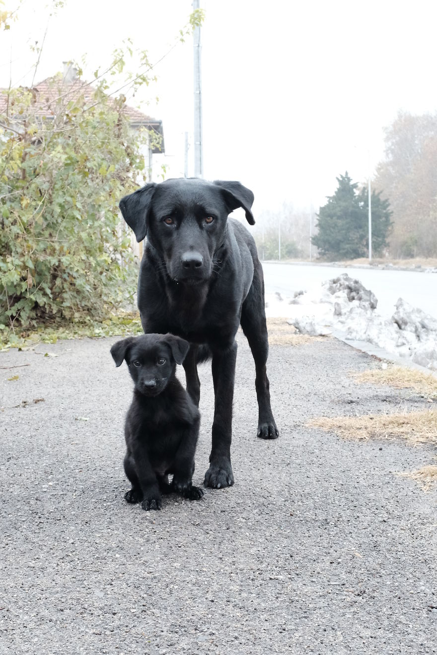 I Spend The Last 8 Month Helping And Photographing Streetdogs In East Europa