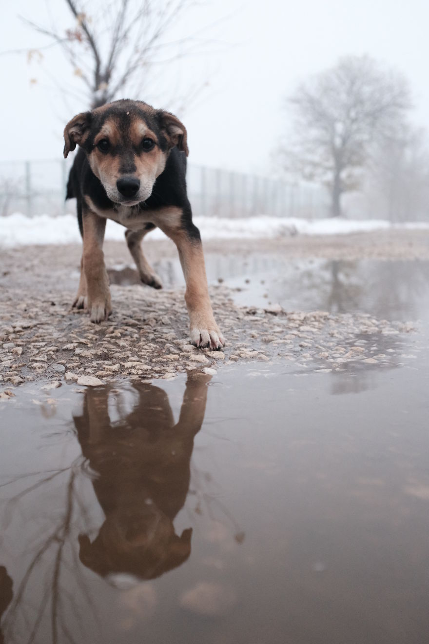 I Spend The Last 8 Month Helping And Photographing Streetdogs In East Europa