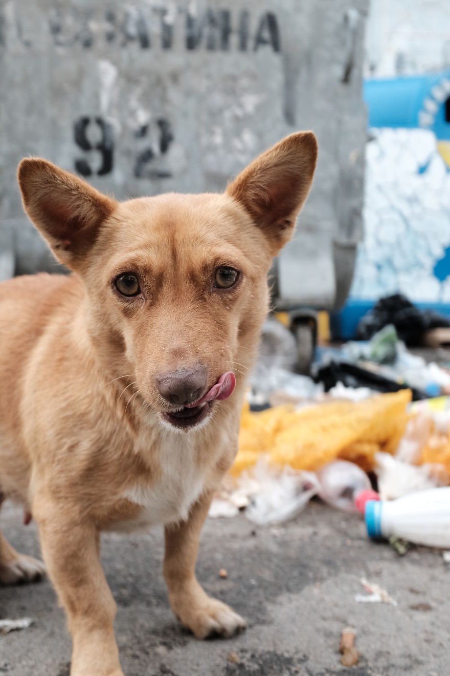 I Spend The Last 8 Month Helping And Photographing Streetdogs In East Europa