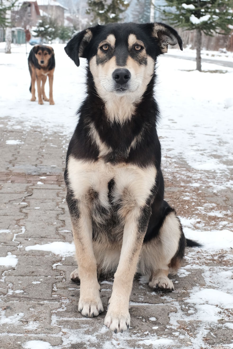 I Spend The Last 8 Month Helping And Photographing Streetdogs In East Europa