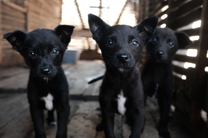 I Spend The Last 8 Month Helping And Photographing Streetdogs In East Europa