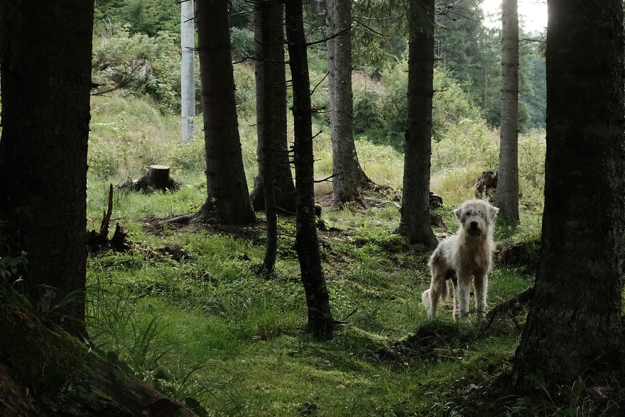 I Spend The Last 8 Month Helping And Photographing Streetdogs In East Europa