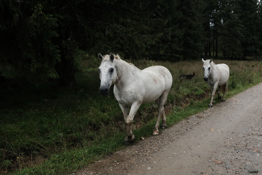 I Spend The Last 8 Month Helping And Photographing Streetdogs In East Europa