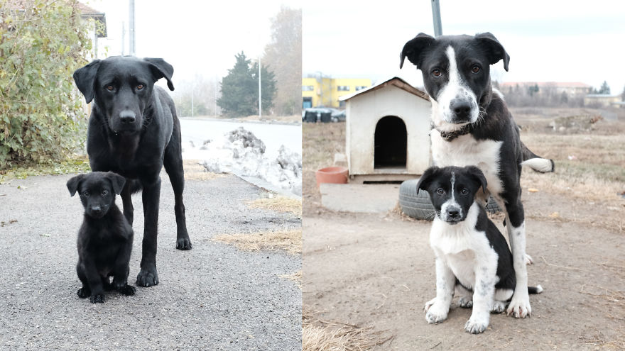 I Spend The Last 8 Month Helping And Photographing Streetdogs In East Europa