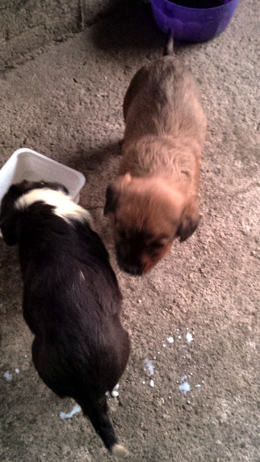 I Found & Rescued These Little Gems On This Day A Year Ago, And That's Been A Life Changer For The Three Of Us