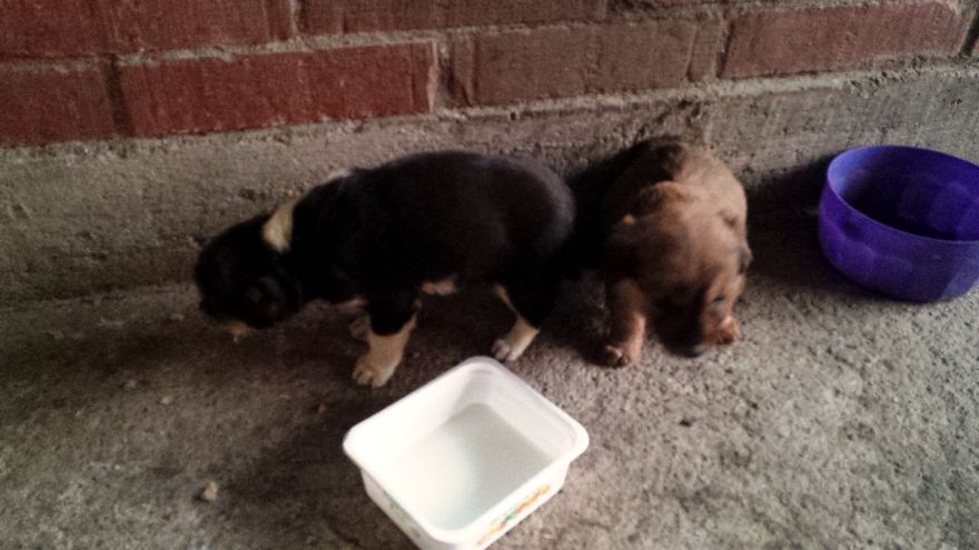 I Found & Rescued These Little Gems On This Day A Year Ago, And That's Been A Life Changer For The Three Of Us I Found & Rescued These Little Gems On This Day A Year Ago, And That's Been A Life Changer For The Three Of Us