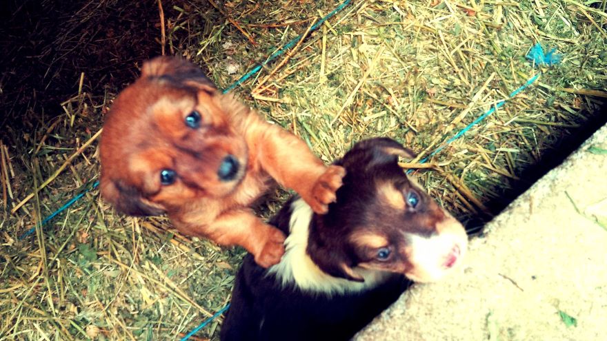 I Found & Rescued These Little Gems On This Day A Year Ago, And That's Been A Life Changer For The Three Of Us