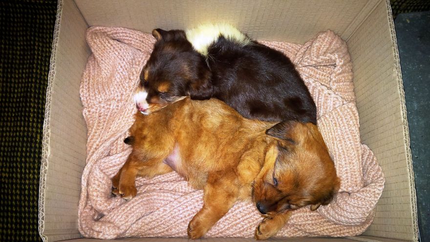 I Found & Rescued These Little Gems On This Day A Year Ago, And That's Been A Life Changer For The Three Of Us