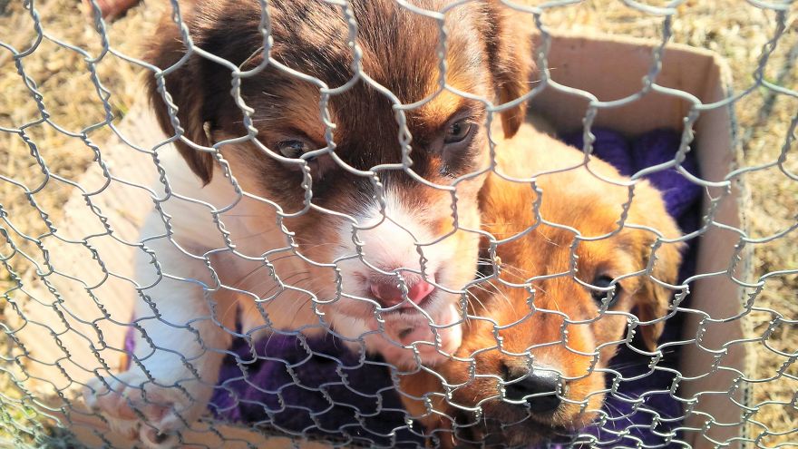 I Found & Rescued These Little Gems On This Day A Year Ago, And That's Been A Life Changer For The Three Of Us