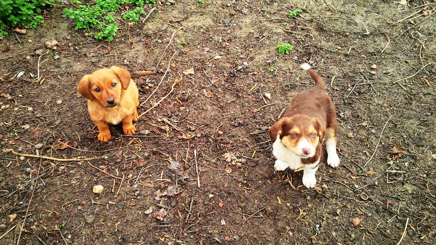 I Found & Rescued These Little Gems On This Day A Year Ago, And That's Been A Life Changer For The Three Of Us