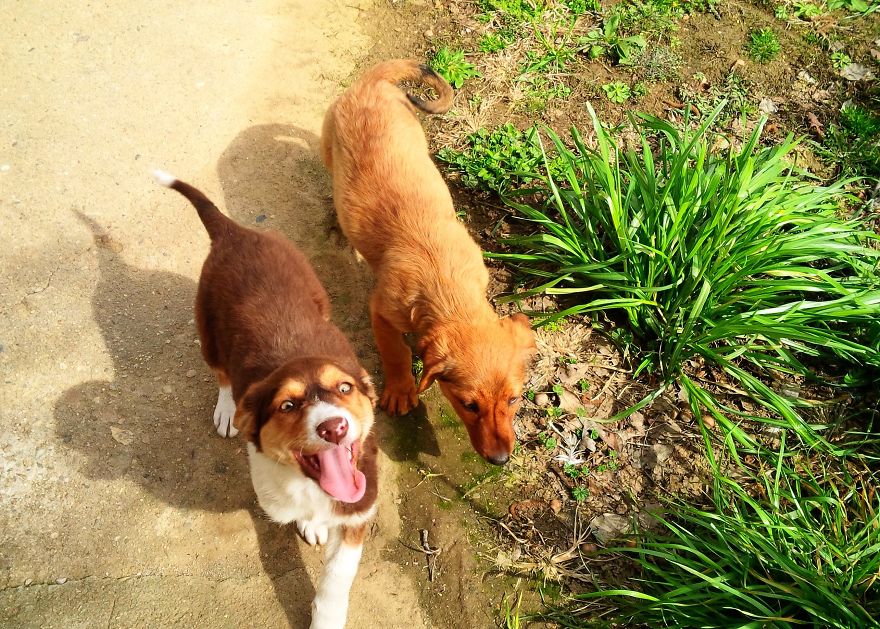 I Found & Rescued These Little Gems On This Day A Year Ago, And That's Been A Life Changer For The Three Of Us I Found & Rescued These Little Gems On This Day A Year Ago, And That's Been A Life Changer For The Three Of Us