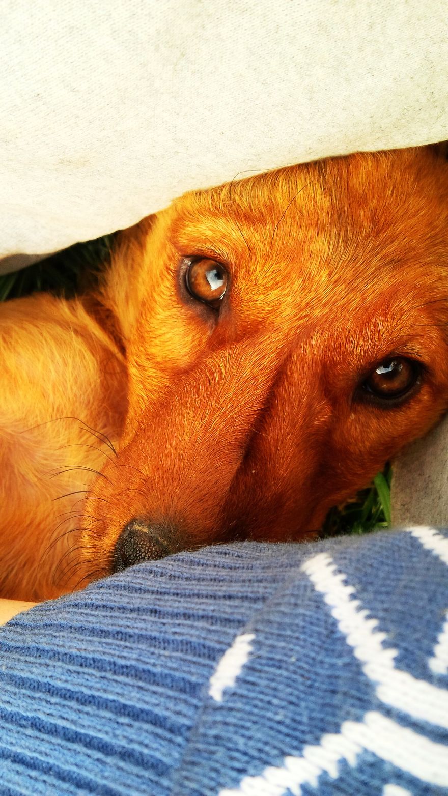 I Found & Rescued These Little Gems On This Day A Year Ago, And That's Been A Life Changer For The Three Of Us I Found & Rescued These Little Gems On This Day A Year Ago, And That's Been A Life Changer For The Three Of Us