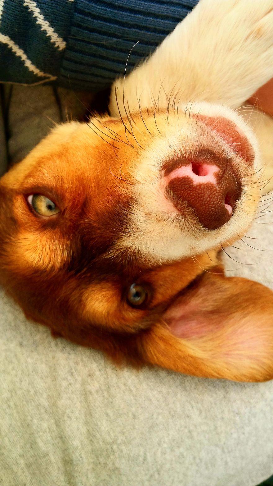 I Found & Rescued These Little Gems On This Day A Year Ago, And That's Been A Life Changer For The Three Of Us