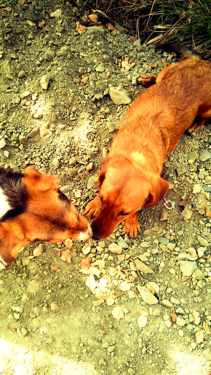 I Found & Rescued These Little Gems On This Day A Year Ago, And That's Been A Life Changer For The Three Of Us I Found & Rescued These Little Gems On This Day A Year Ago, And That's Been A Life Changer For The Three Of Us