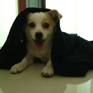 j1nhoshikookhan-lover avatar