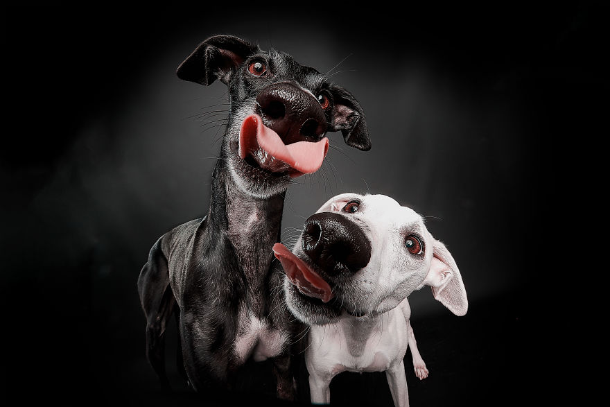 I Capture The Spanish Hunting Dogs As They Enjoy Their Life In Freedom- For The "Dia Del Galgo" World Galgo Day On 1. February - World Day For The Spanish Hunting Dogs 