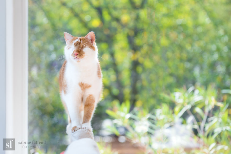 Meet Kazou – The Eyeless Cat Who Still Can 'See'!