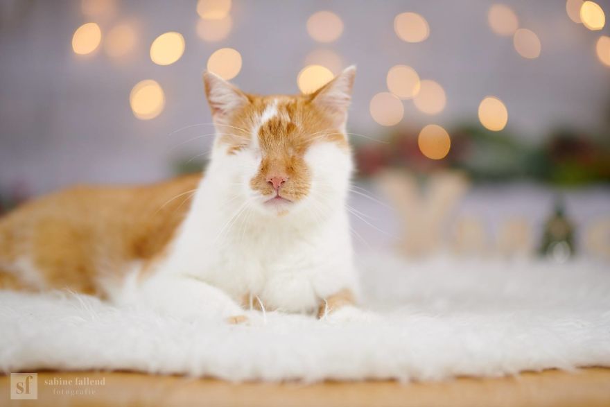 Meet Kazou – The Eyeless Cat Who Still Can 'See'!