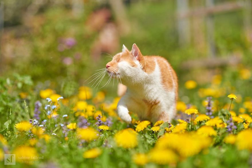 Meet Kazou – The Eyeless Cat Who Still Can 'See'!