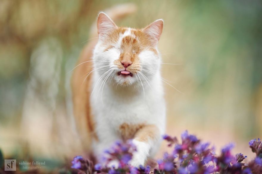 Meet Kazou – The Eyeless Cat Who Still Can 'See'!