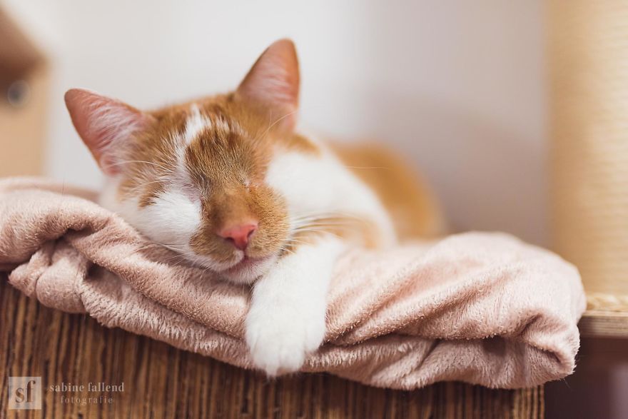 Meet Kazou – The Eyeless Cat Who Still Can 'See'!